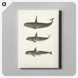 1-5_Charles-Melville-Scammon_canvas