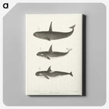 1-5_Charles-Melville-Scammon_canvas