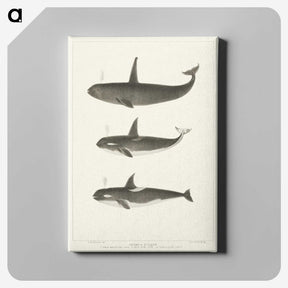 1-5_Charles-Melville-Scammon_canvas