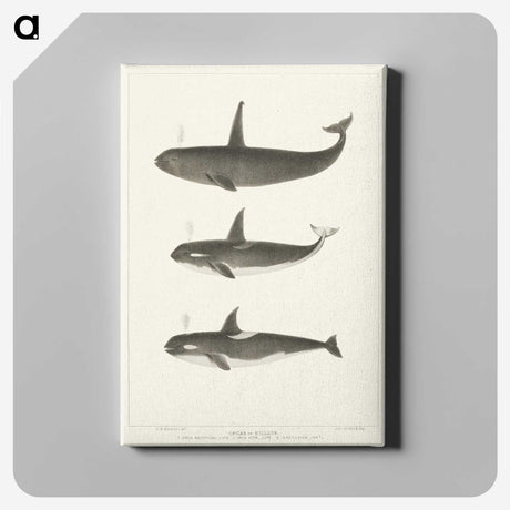 1-5_Charles-Melville-Scammon_canvas