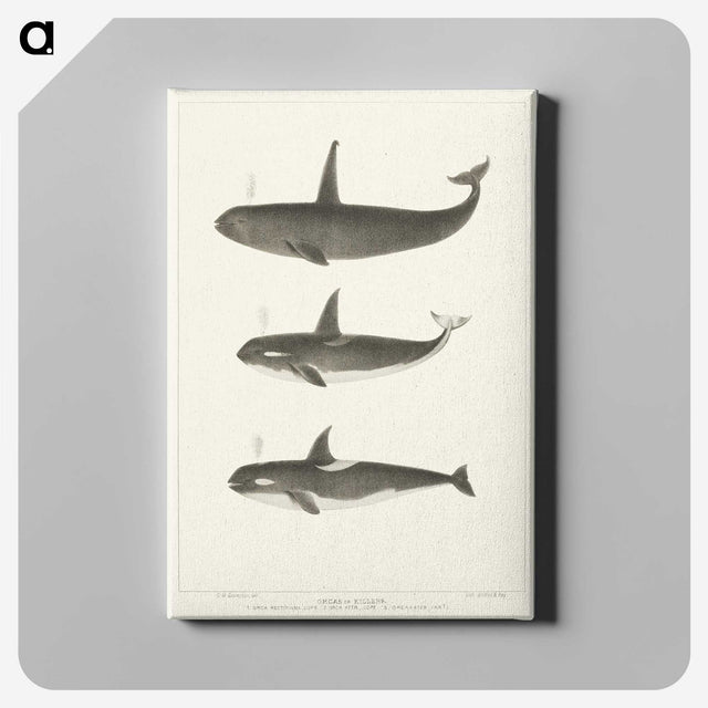 1-5_Charles-Melville-Scammon_canvas