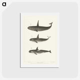 1-5_Charles-Melville-Scammon_hagaki