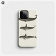 1-5_Charles-Melville-Scammon_phone