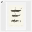 1-5_Charles-Melville-Scammon_picture