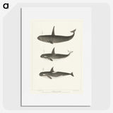 1-5_Charles-Melville-Scammon_picture
