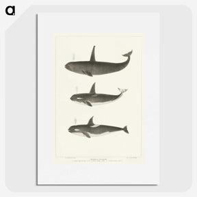 1-5_Charles-Melville-Scammon_picture