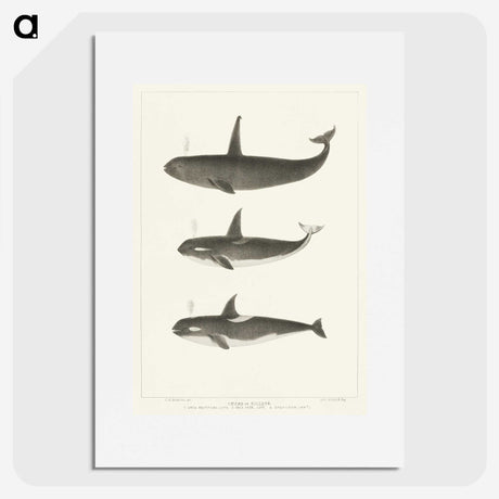 1-5_Charles-Melville-Scammon_picture