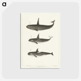 1-5_Charles-Melville-Scammon_postcard