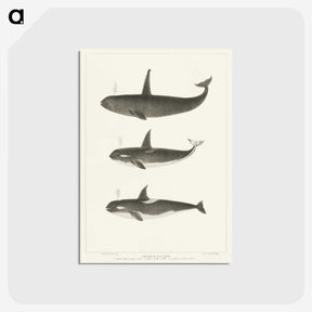 1-5_Charles-Melville-Scammon_postcard