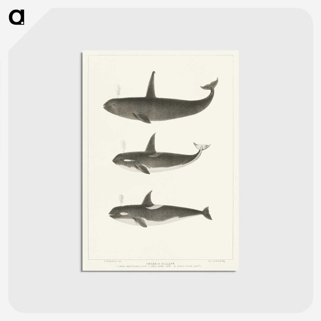 1-5_Charles-Melville-Scammon_postcard
