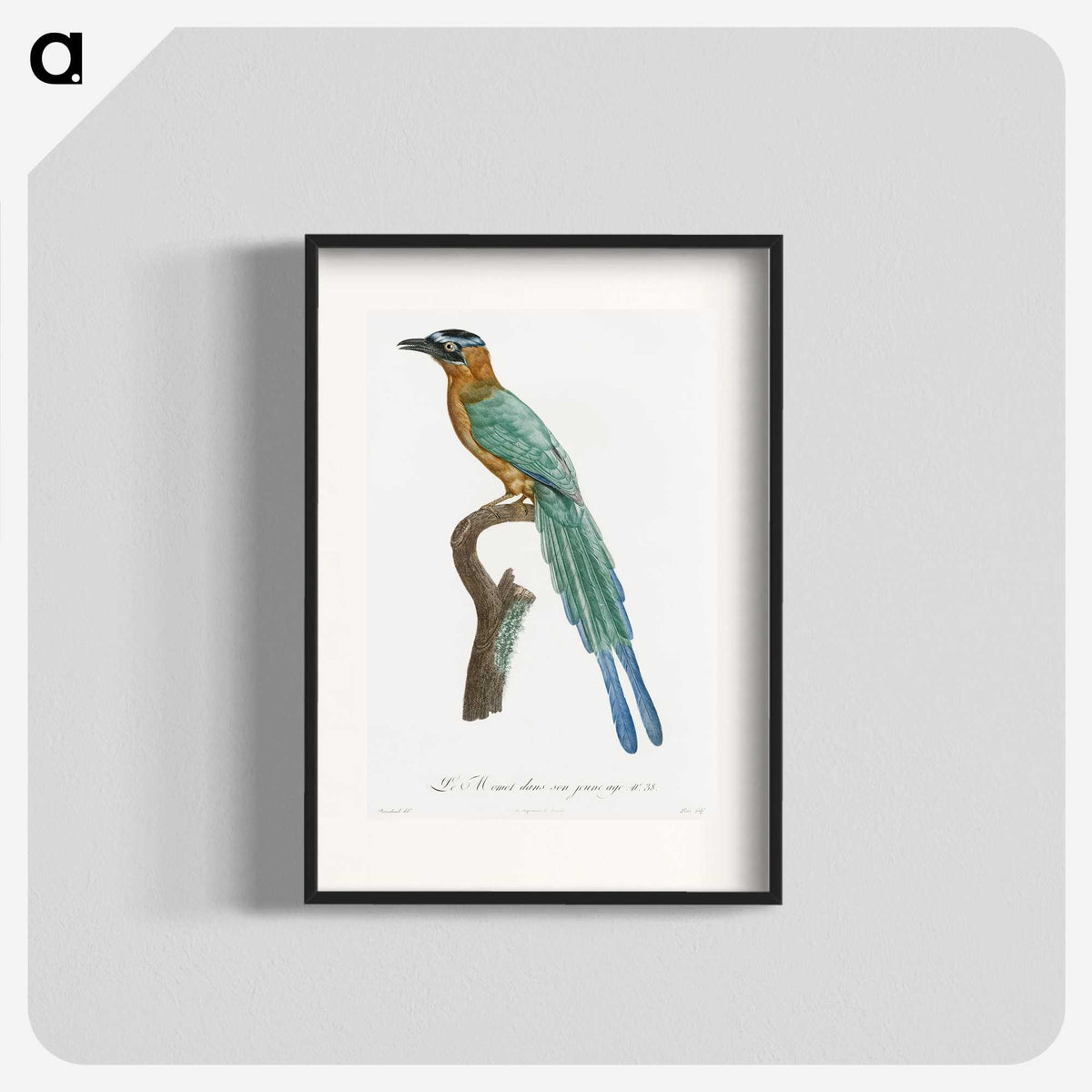 1-5_Des-Oiseaux-de-Paradis_blk