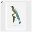 1-5_Des-Oiseaux-de-Paradis_picture