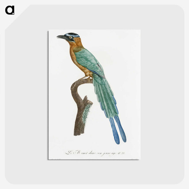 1-5_Des-Oiseaux-de-Paradis_postcard