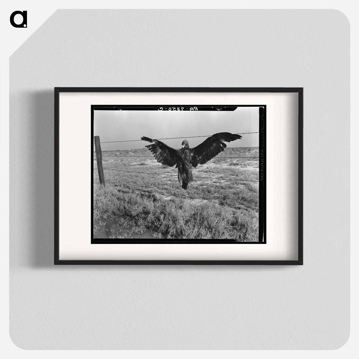 A very blue eagle - Dorothea Lange Poster.