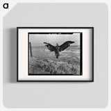A very blue eagle - Dorothea Lange Poster.