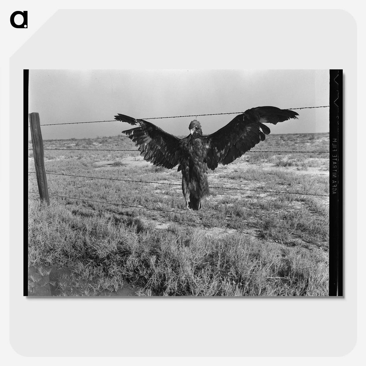 1-5_Dorothea-Lange_picture-crop