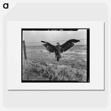 A very blue eagle - Dorothea Lange Poster.