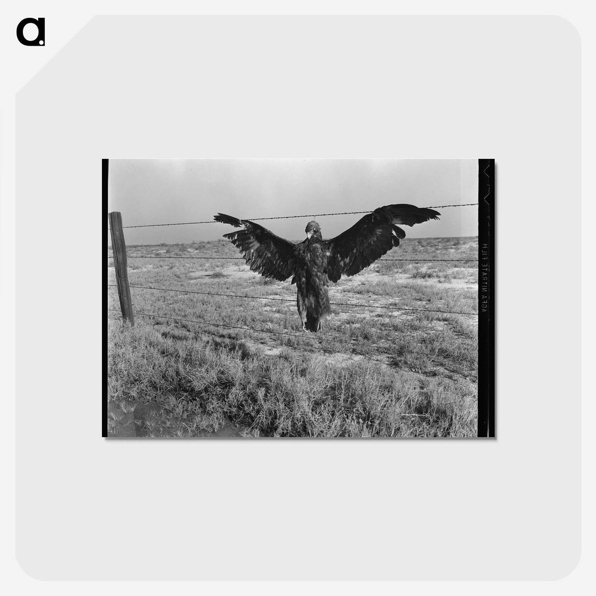 1-5_Dorothea-Lange_postcard