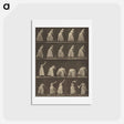 アートポストカード-Animal Locomotion
 - エドワード マイブリッジ Postcard.