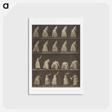 アートポストカード-Animal Locomotion
 - エドワード マイブリッジ Postcard.