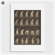1-5_Eadweard-Muybridge_picture