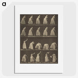 1-5_Eadweard-Muybridge_picture