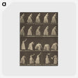 1-5_Eadweard-Muybridge_postcard