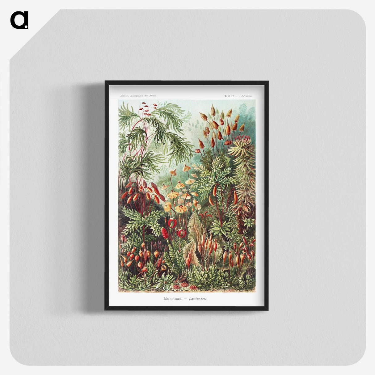 1-5_Ernst-Haeckel_blk-crop