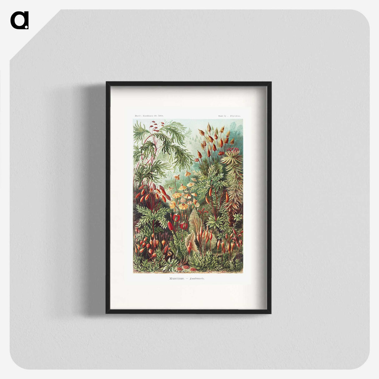 1-5_Ernst-Haeckel_blk