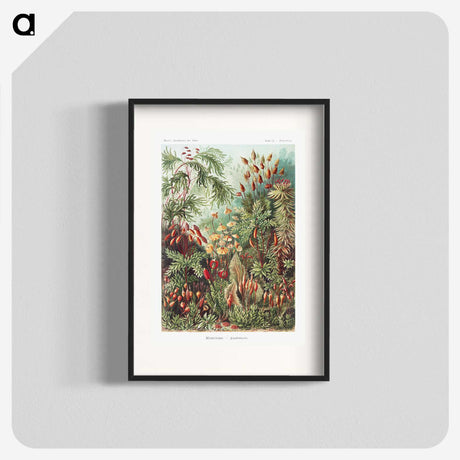 1-5_Ernst-Haeckel_blk