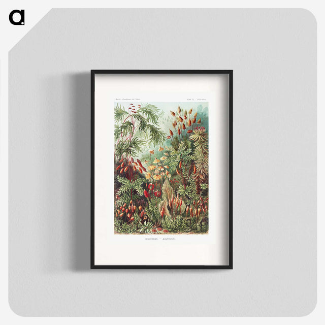 1-5_Ernst-Haeckel_blk