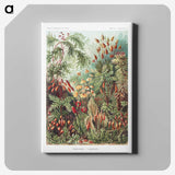 1-5_Ernst-Haeckel_canvas