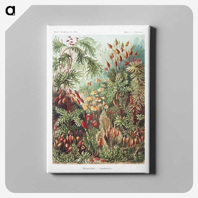 1-5_Ernst-Haeckel_canvas