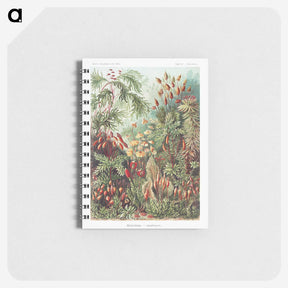1-5_Ernst-Haeckel_memo
