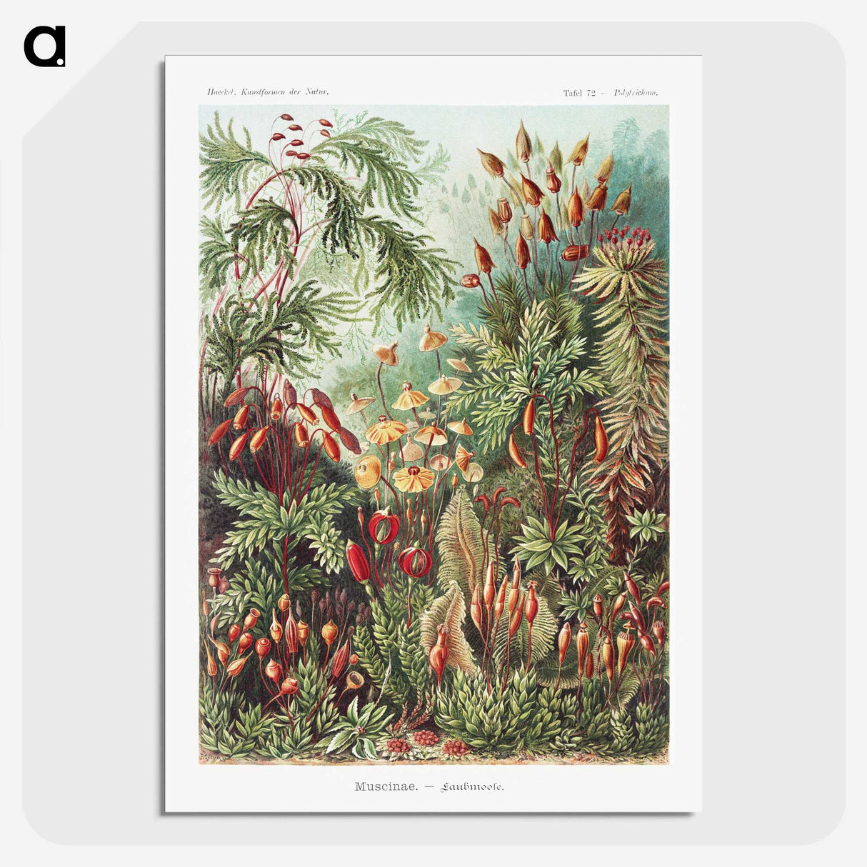 1-5_Ernst-Haeckel_picture-crop