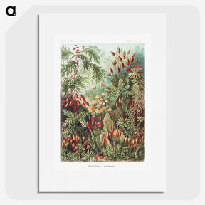 1-5_Ernst-Haeckel_picture