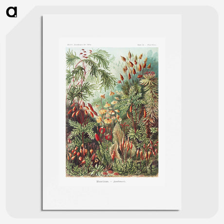 1-5_Ernst-Haeckel_picture