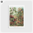 1-5_Ernst-Haeckel_postcard
