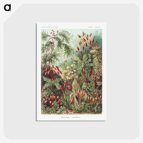 1-5_Ernst-Haeckel_postcard