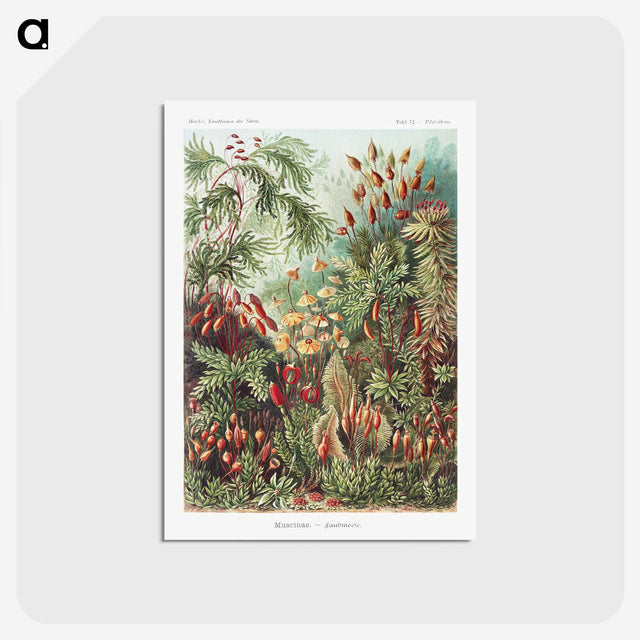 1-5_Ernst-Haeckel_postcard