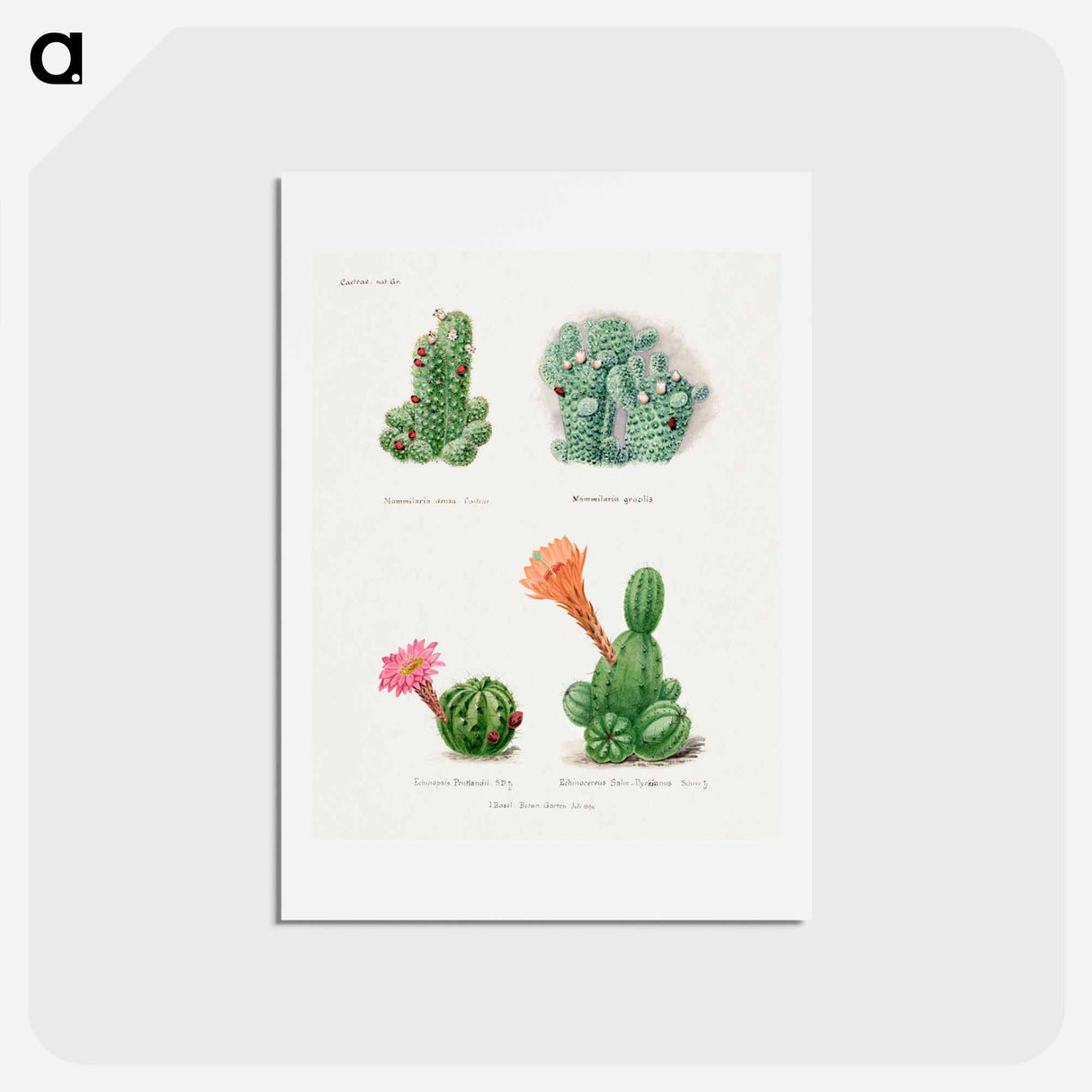 アートポストカード-Assorted Cacti
 - サボテン科 Postcard.