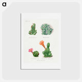 アートポストカード-Assorted Cacti
 - サボテン科 Postcard.