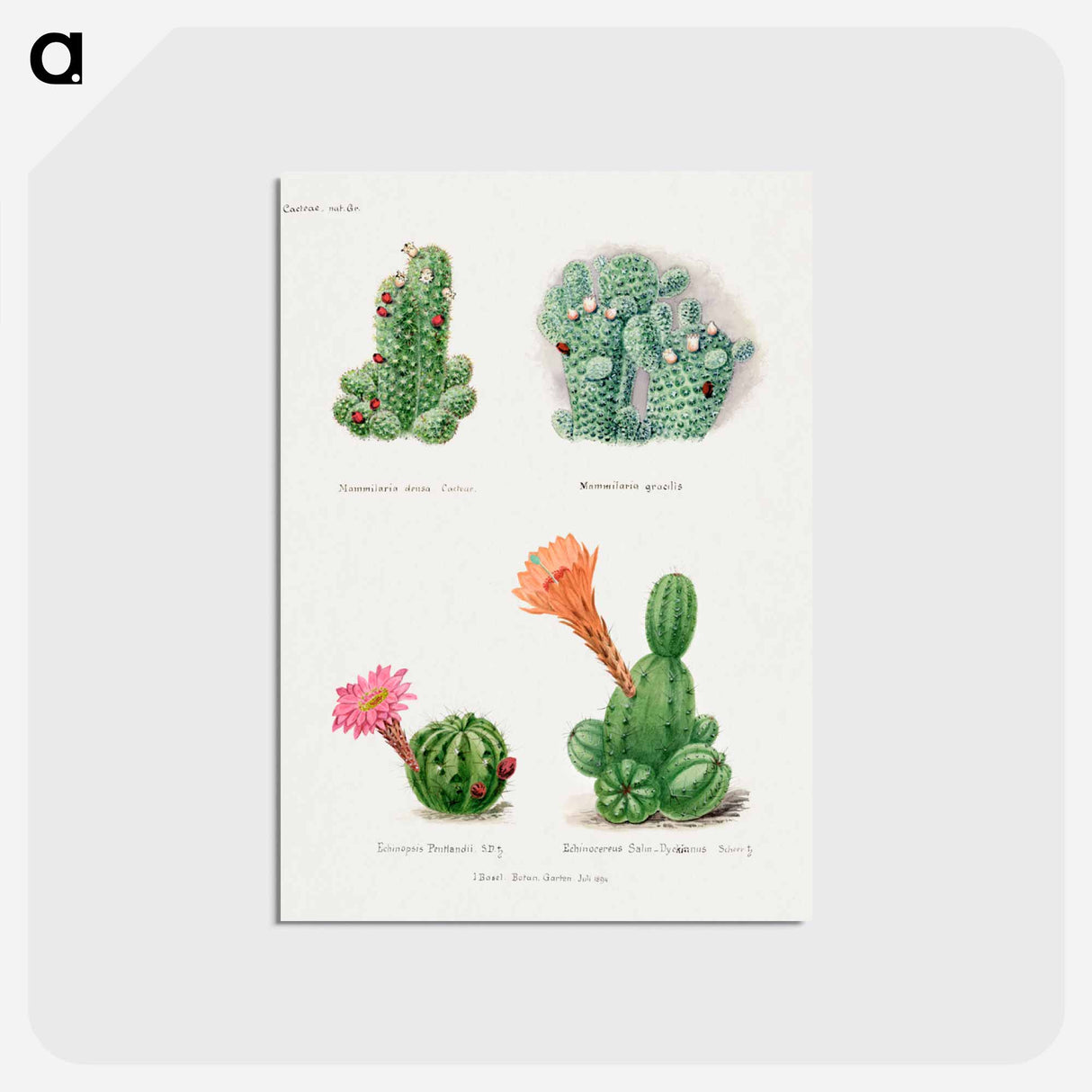 アートポストカード-Assorted Cacti
 - サボテン科 Postcard.