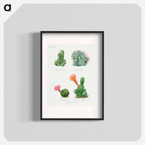 アートポスター-Assorted Cacti
 - サボテン科 Poster.
