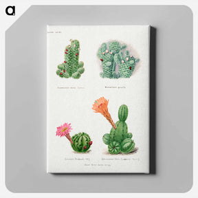 アートパネル-Assorted Cacti
 - サボテン科 Canvas.