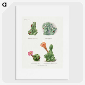 1-5_Familie-der-Cacteen_picture