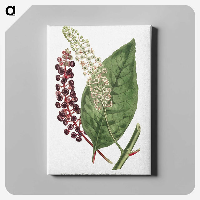 1-5_Fransis-Sansom_canvas