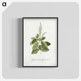 1-5_Georg-Dionysius-Ehret_blk-crop