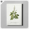 1-5_Georg-Dionysius-Ehret_canvas