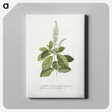 1-5_Georg-Dionysius-Ehret_canvas